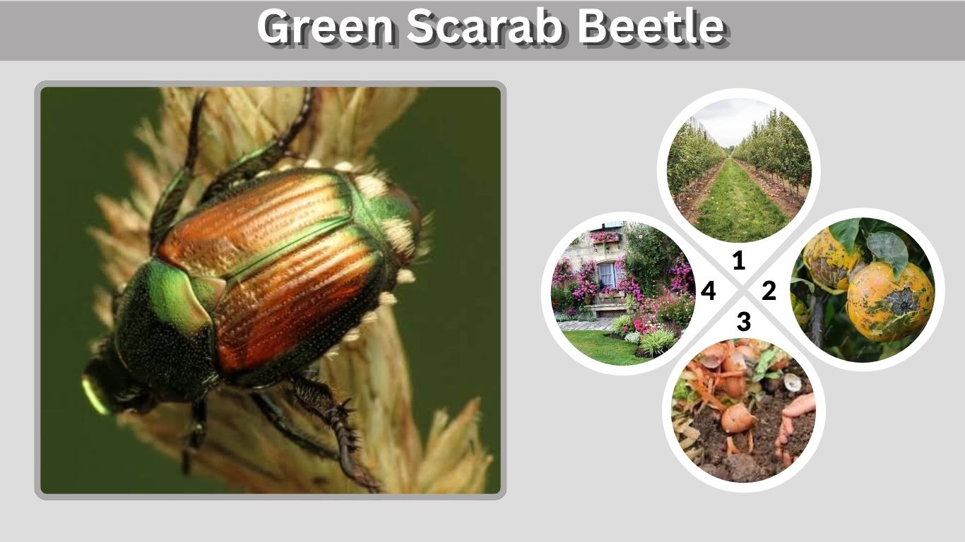 Green Scarab Beetle: ID, Habitat, Diet, Life Cycle & Facts