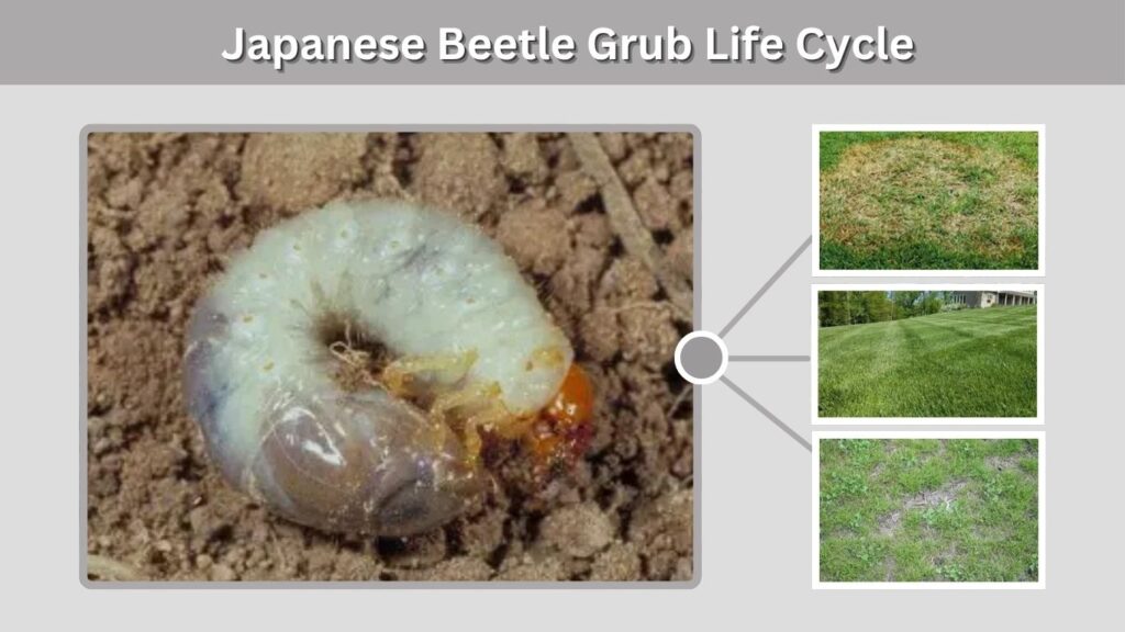 Japanese Beetle Grub Life Cycle