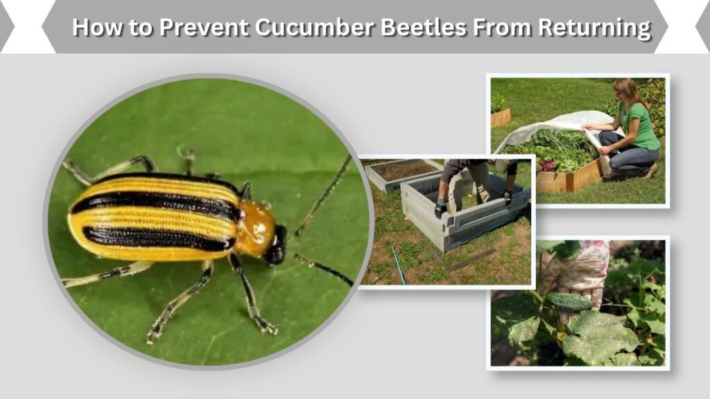 How to Prevent Cucumber Beetles From Returning