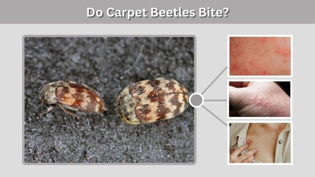 Do Carpet Beetles Bite?