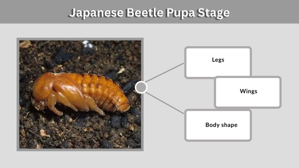 Stage 3: Japanese Beetle Pupa Stage