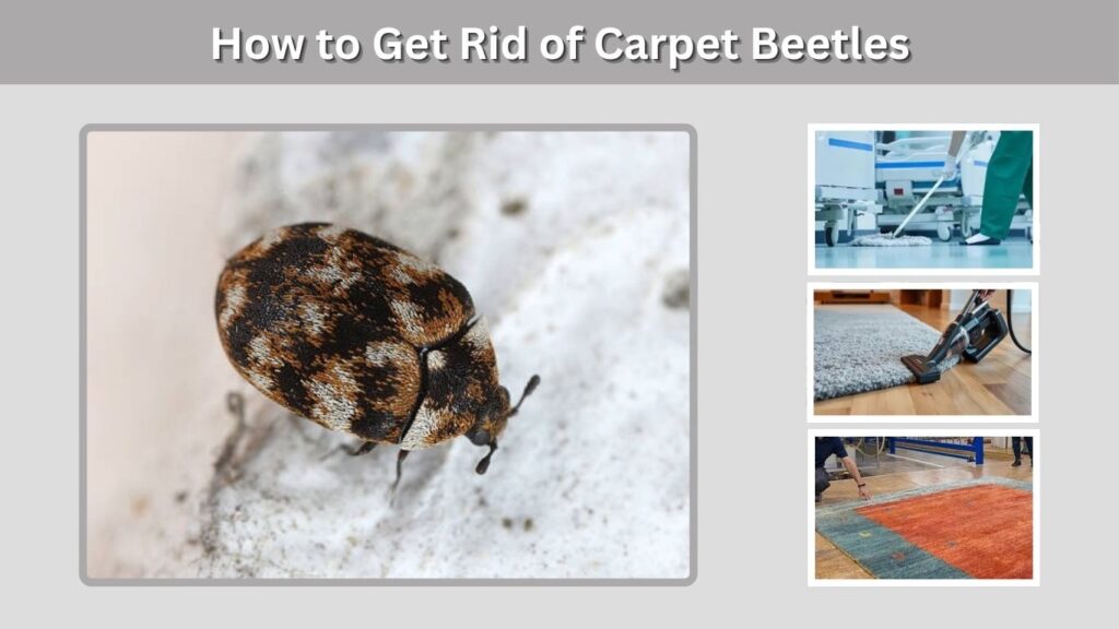 How to Get Rid of Carpet Beetles