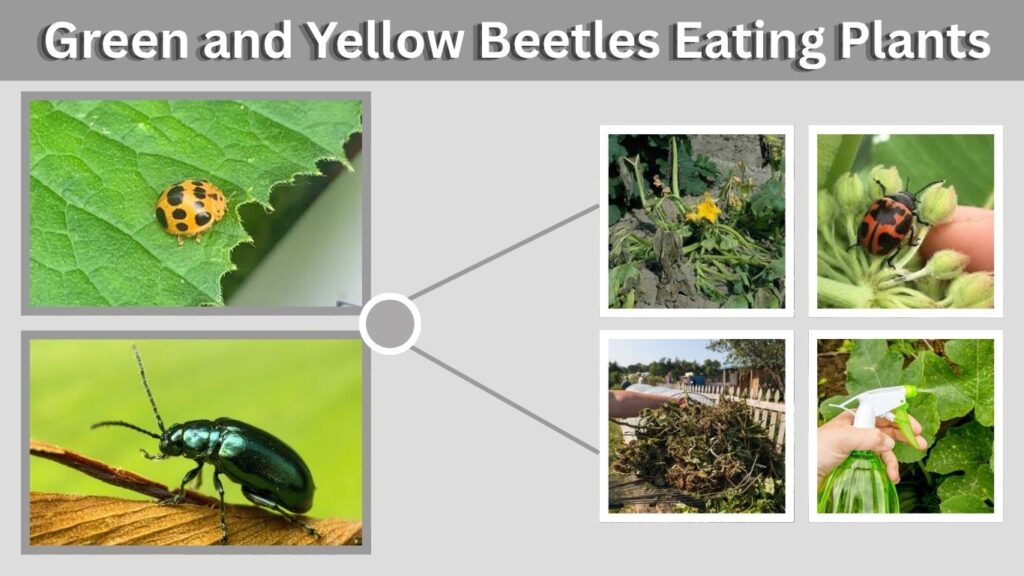 Green and Yellow Beetles Eating Plants