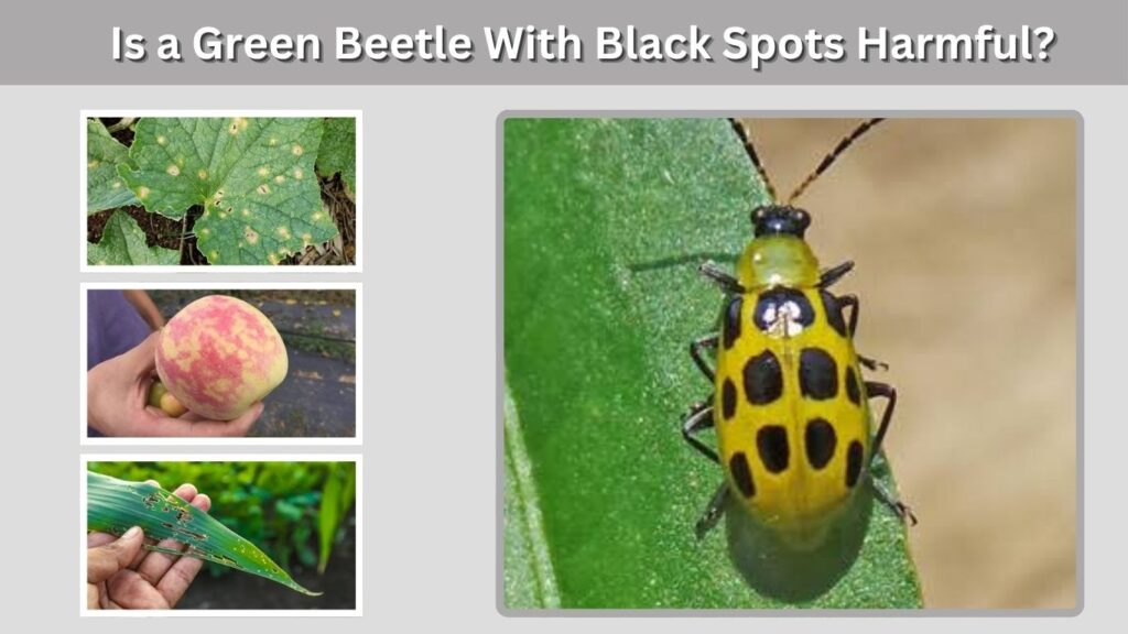 Is a Green Beetle With Black Spots Harmful?
