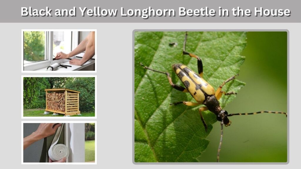 Black and Yellow Longhorn Beetle in the House