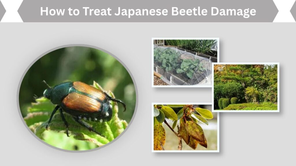 How to Treat Japanese Beetle Damage