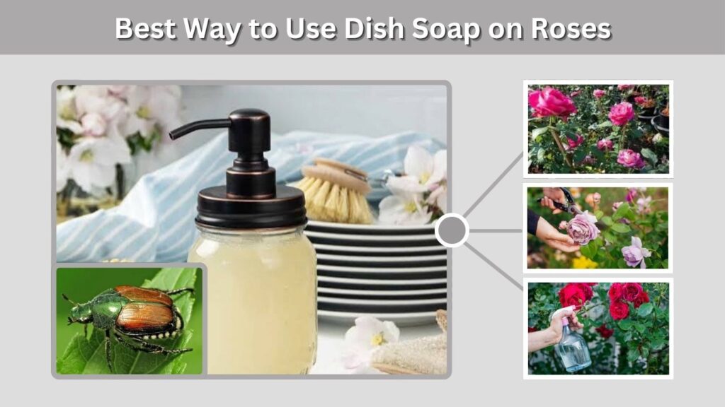 Best Way to Use Dish Soap on Roses