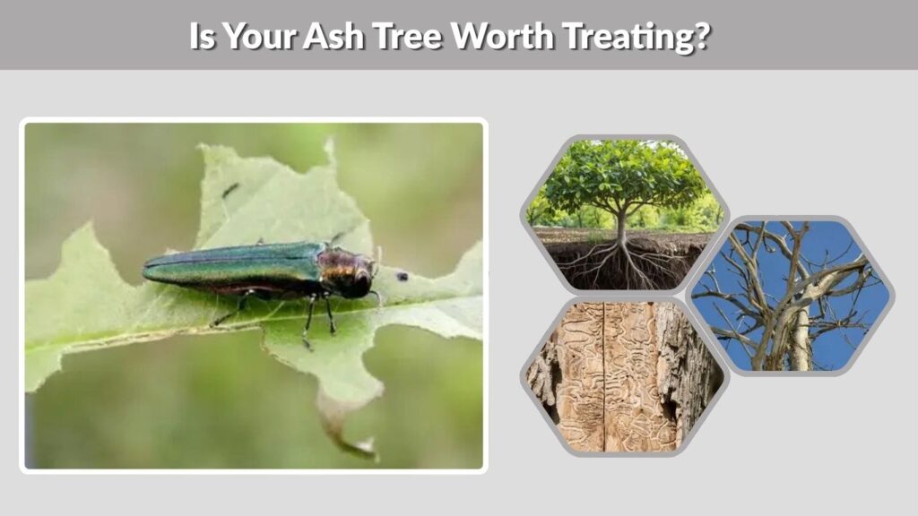 Is Your Ash Tree Worth Treating?
