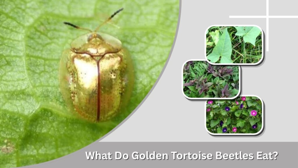 What Do Golden Tortoise Beetles Eat?