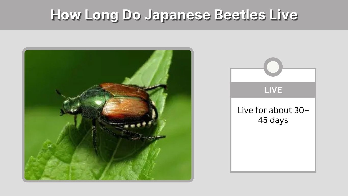 How Long Do Japanese Beetles Live? Complete Life Cycle