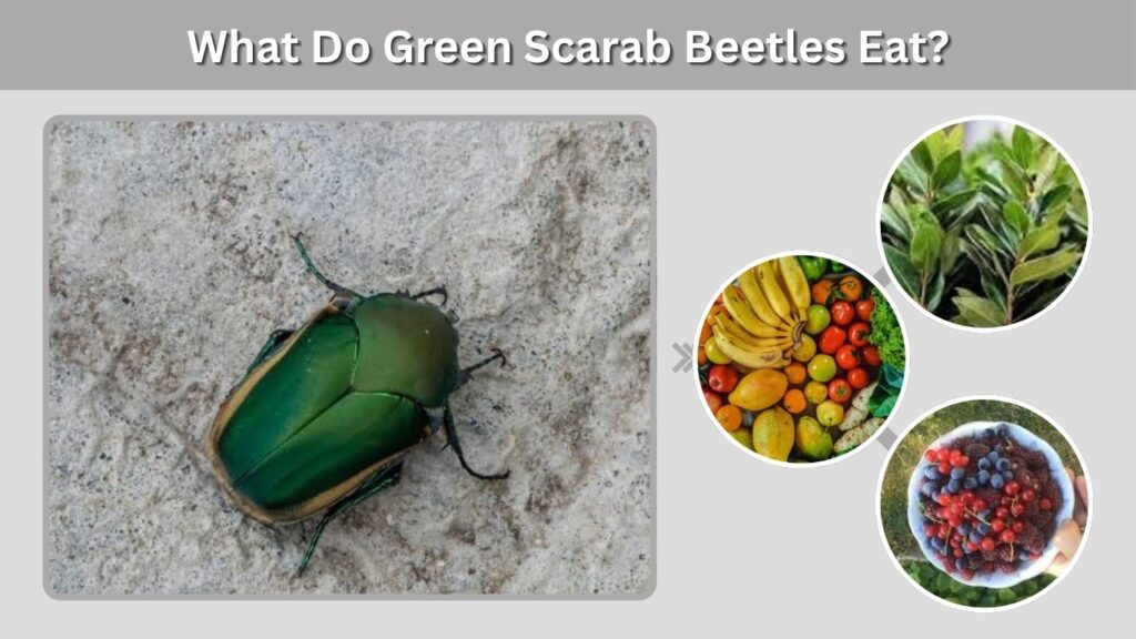 What Do Green Scarab Beetles Eat?