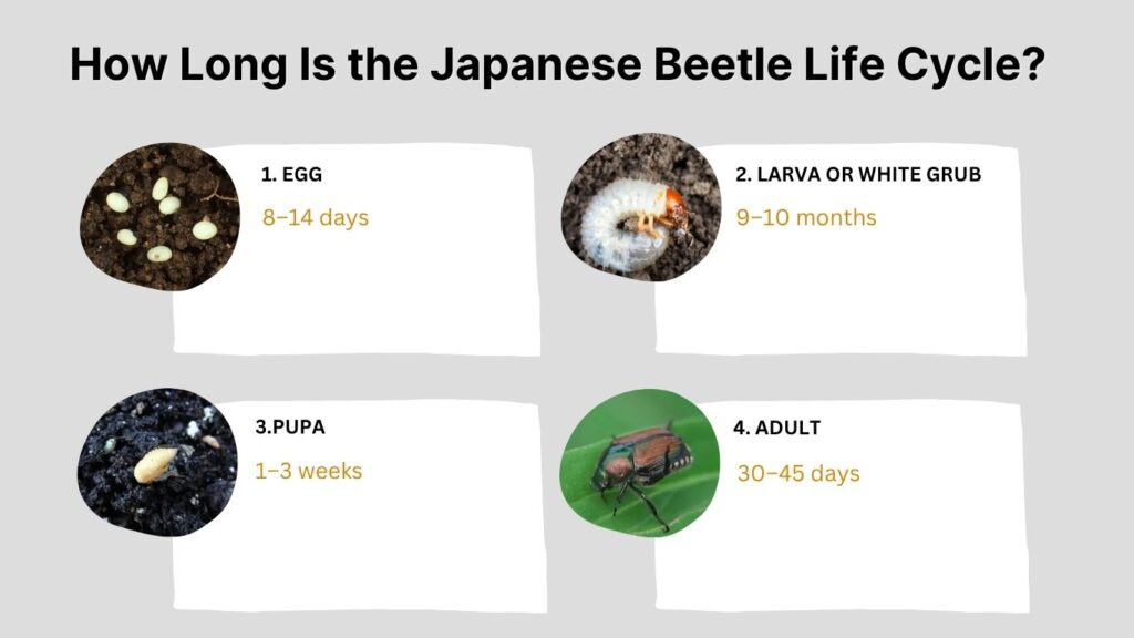 How Long Is the Japanese Beetle Life Cycle?