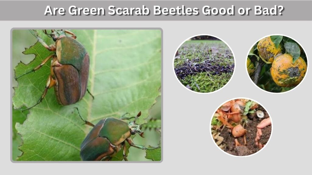 Are Green Scarab Beetles Good or Bad?