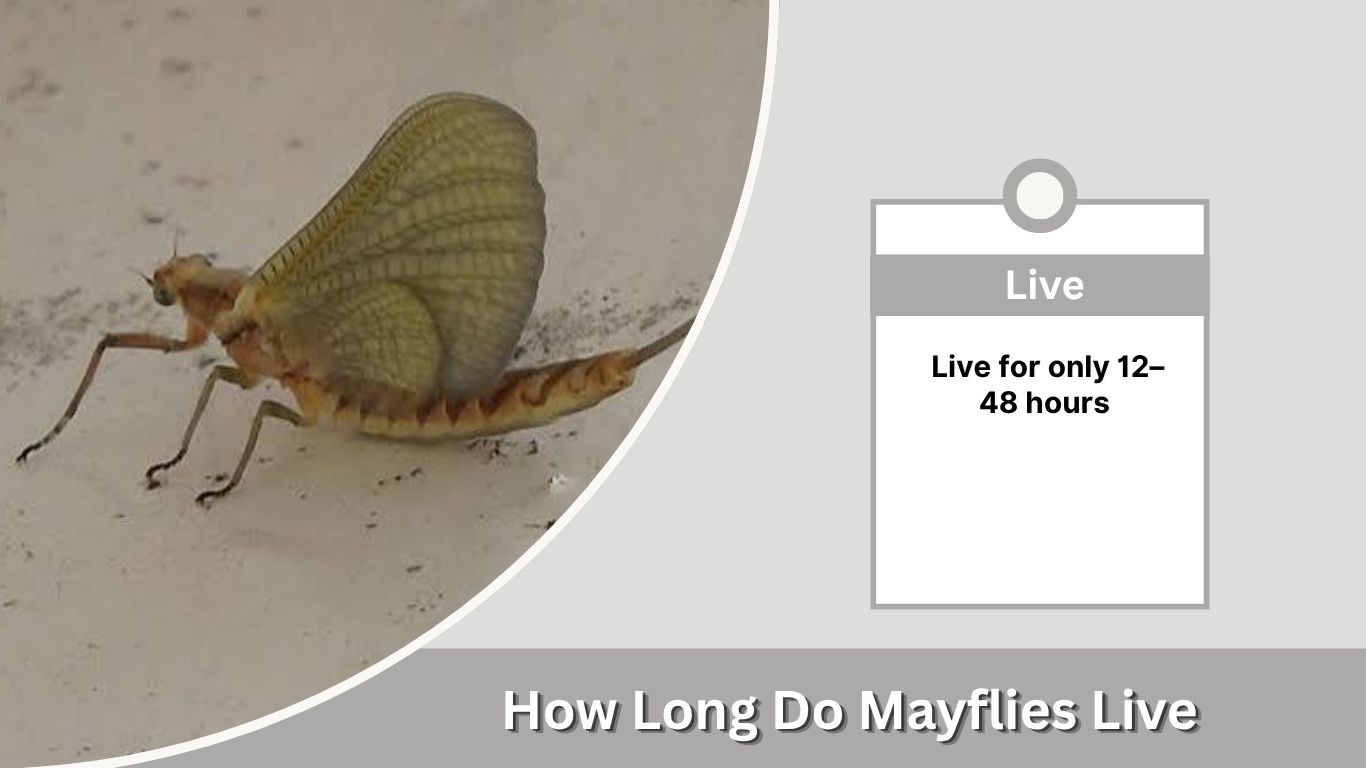 How Long Do Mayflies Live? Lifespan and Life Cycle