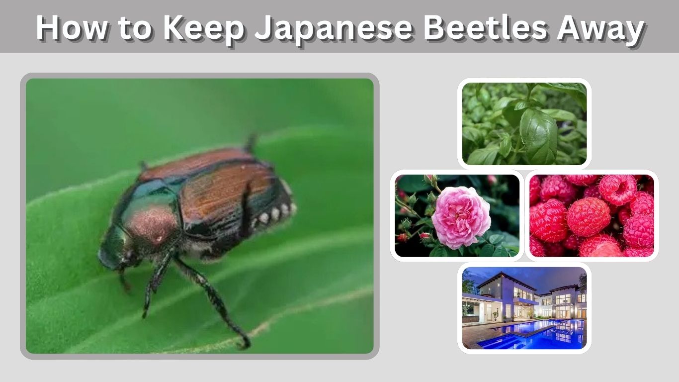 How to Keep Japanese Beetles Away From Your Plants