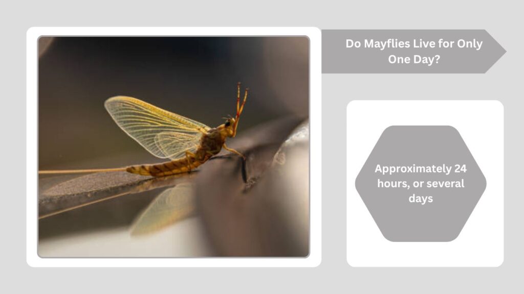 How Long Do Adult Mayflies Live?