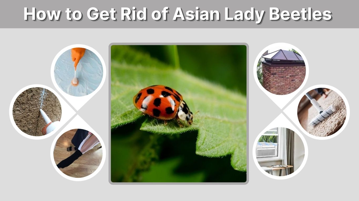 How to Get Rid of Asian Lady Beetles in Your House