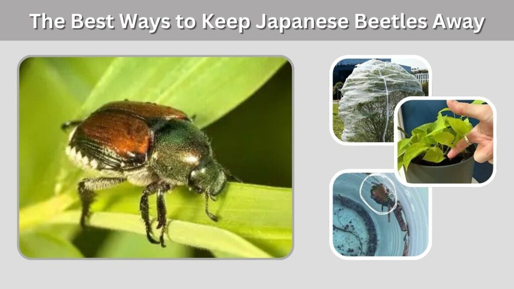 The Best Ways to Keep Japanese Beetles Away