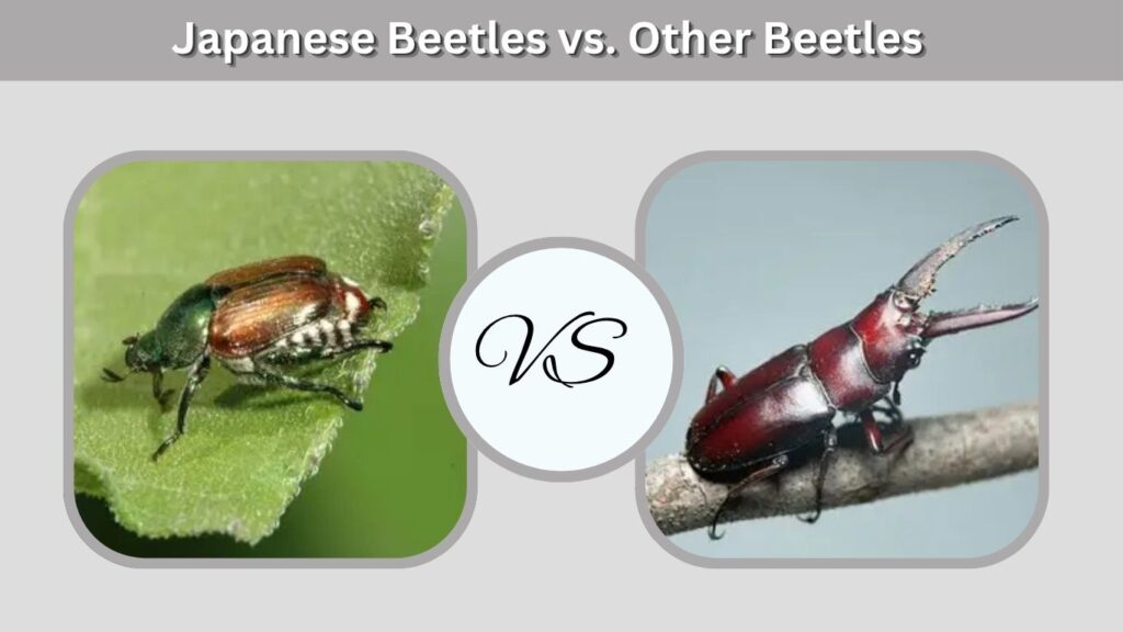 Japanese Beetles vs. Other Beetles