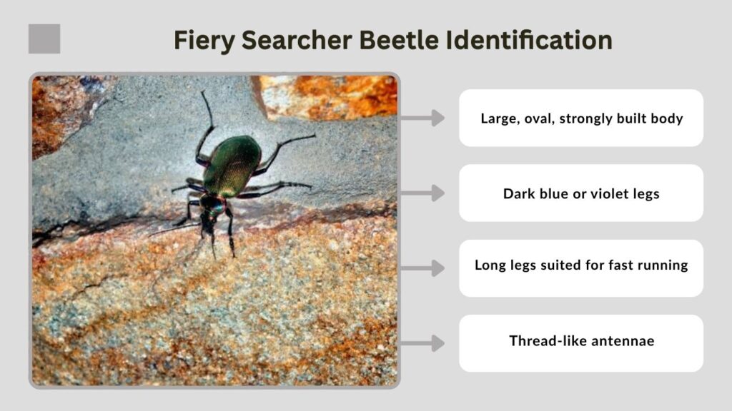 Fiery Searcher Beetle Identification