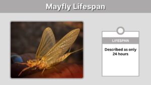 Mayfly Lifespan: How Long Do Mayflies Really Live?