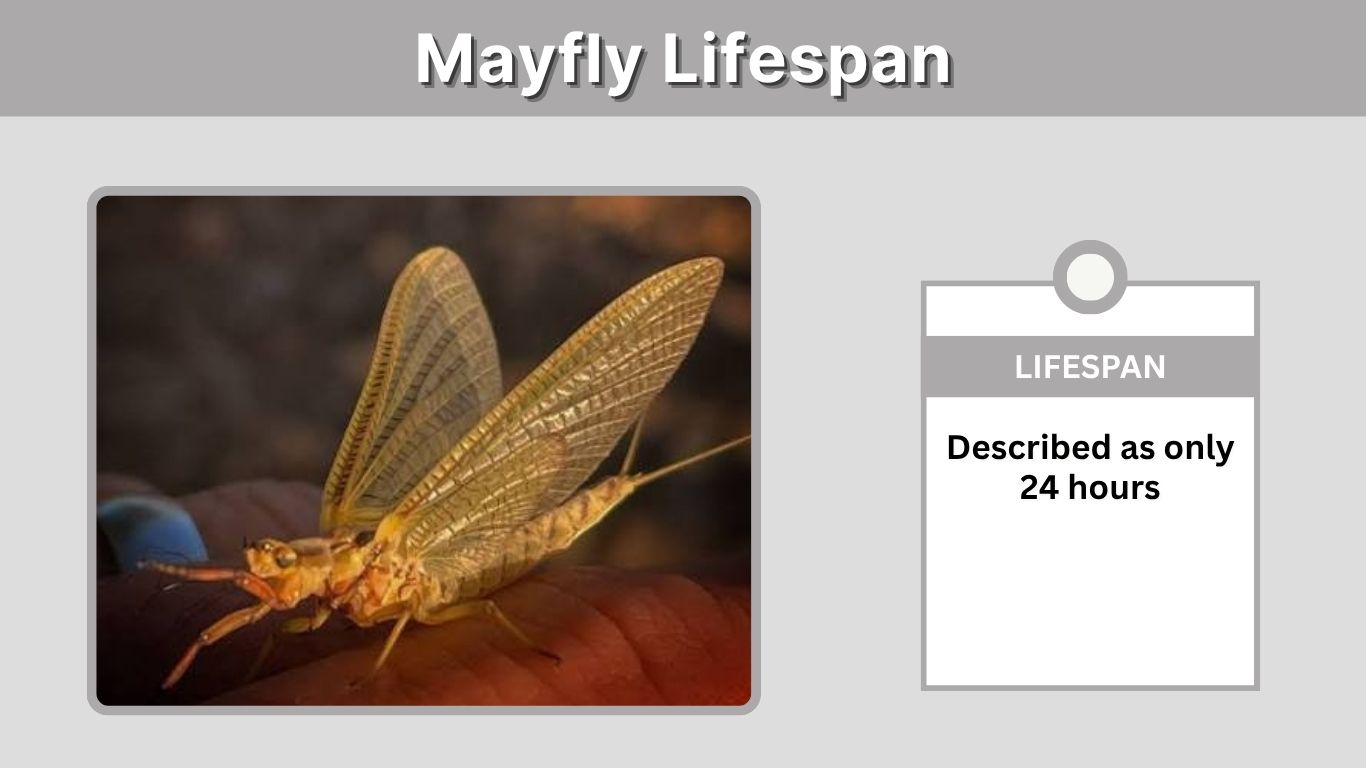 Mayfly Lifespan: How Long Do Mayflies Really Live?