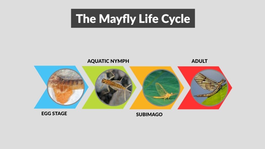 The Mayfly Life Cycle
