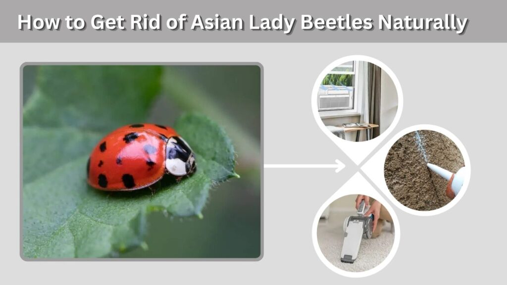 How to Get Rid of Asian Lady Beetles Naturally