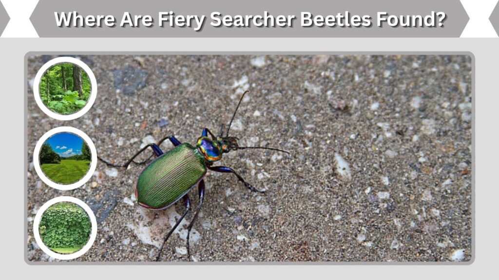 Where Are Fiery Searcher Beetles Found?