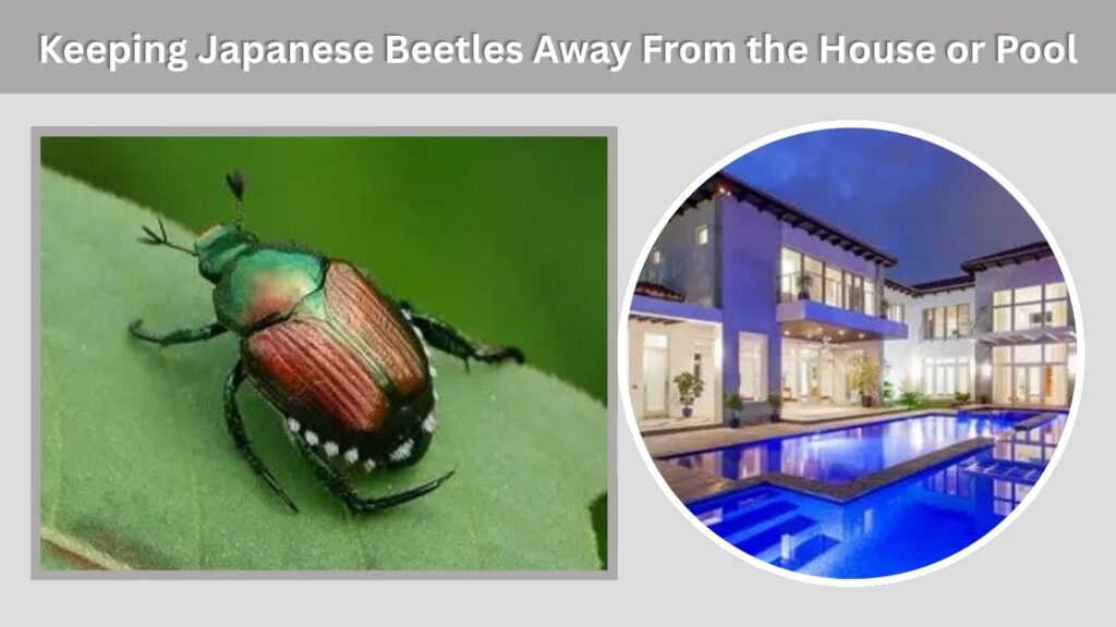 Keeping Japanese Beetles Away From the House or Pool