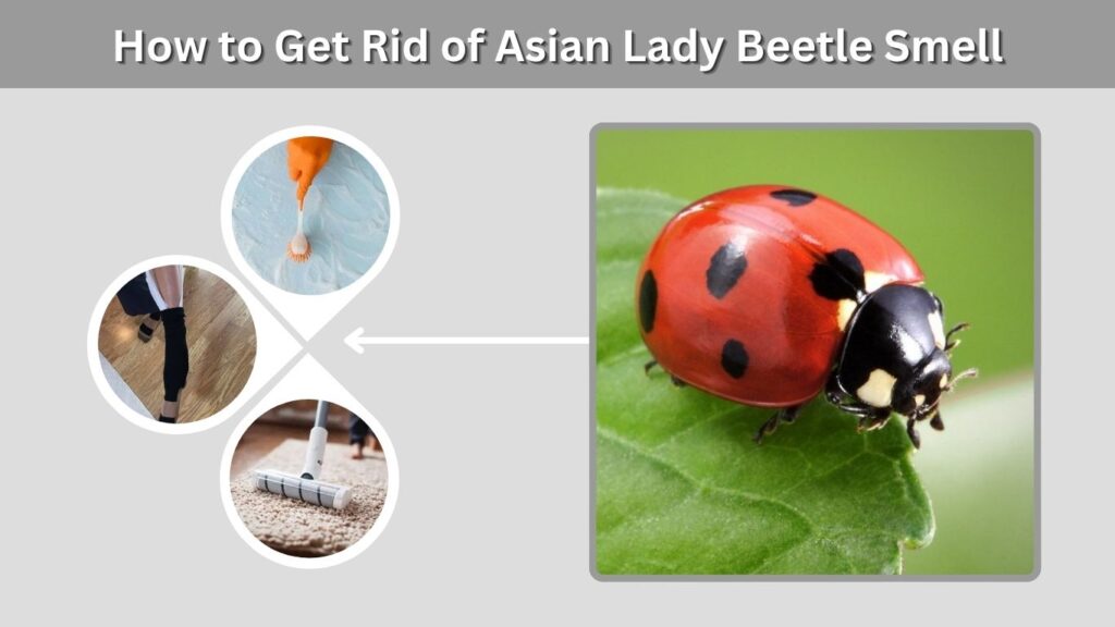 How to Get Rid of Asian Lady Beetle Smell