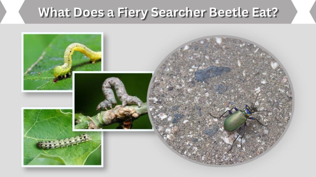 What Does a Fiery Searcher Beetle Eat?