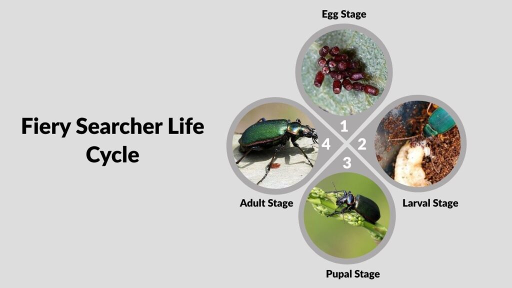 Fiery Searcher Life Cycle