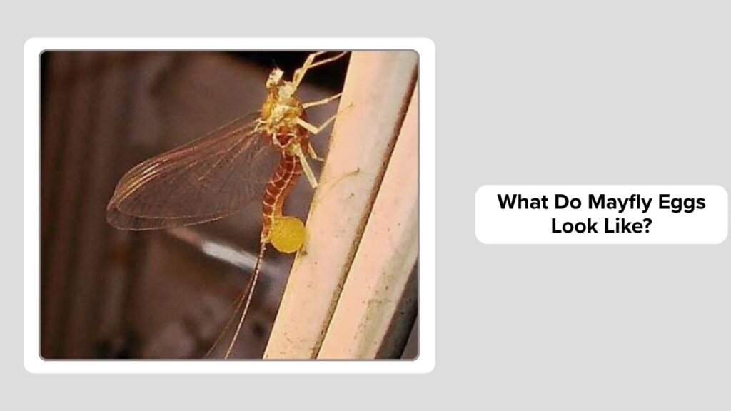 What Do Mayfly Eggs Look Like?