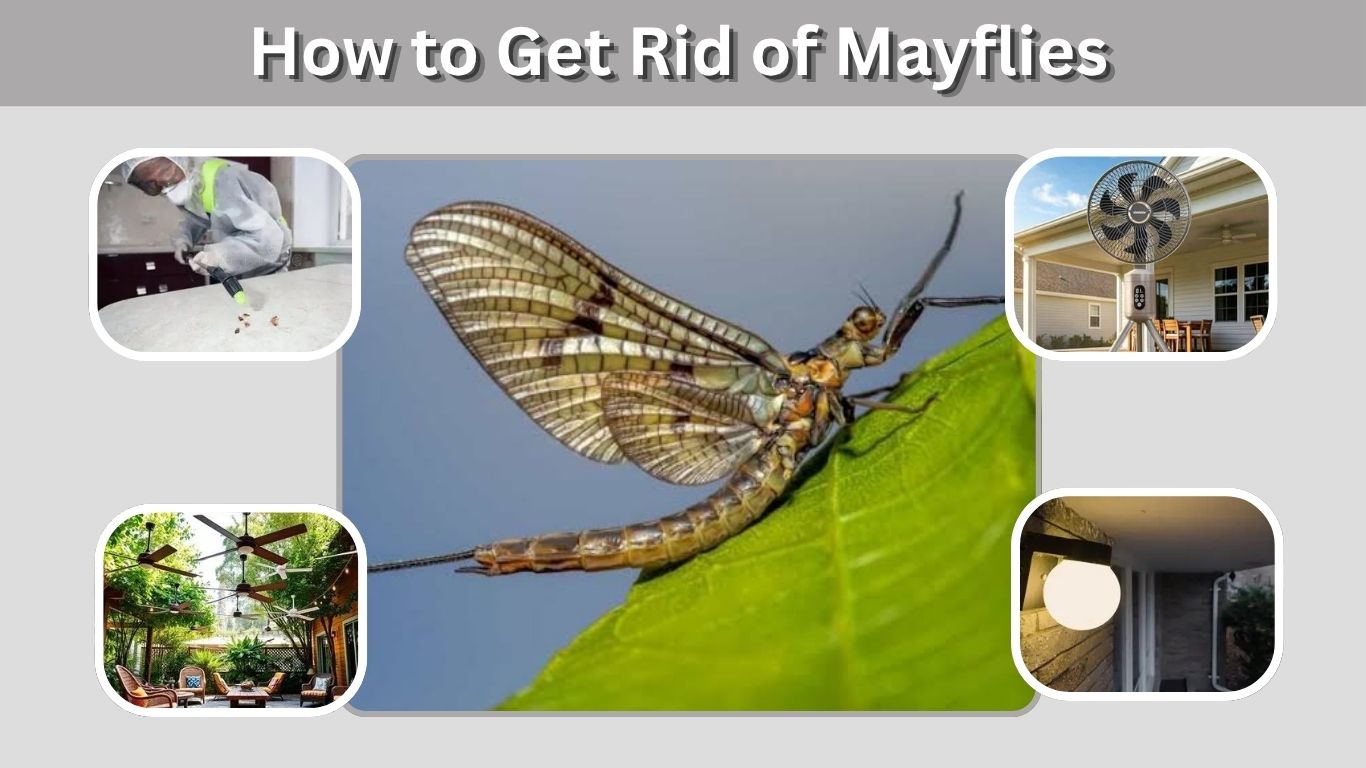 How to Get Rid of Mayflies in Your House and Yard