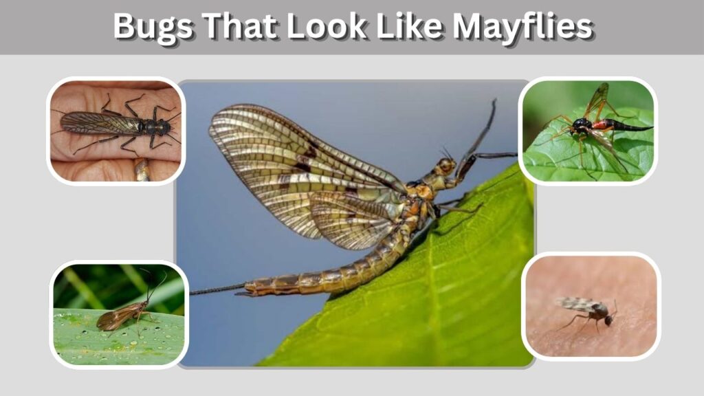 Bugs That Look Like Mayflies