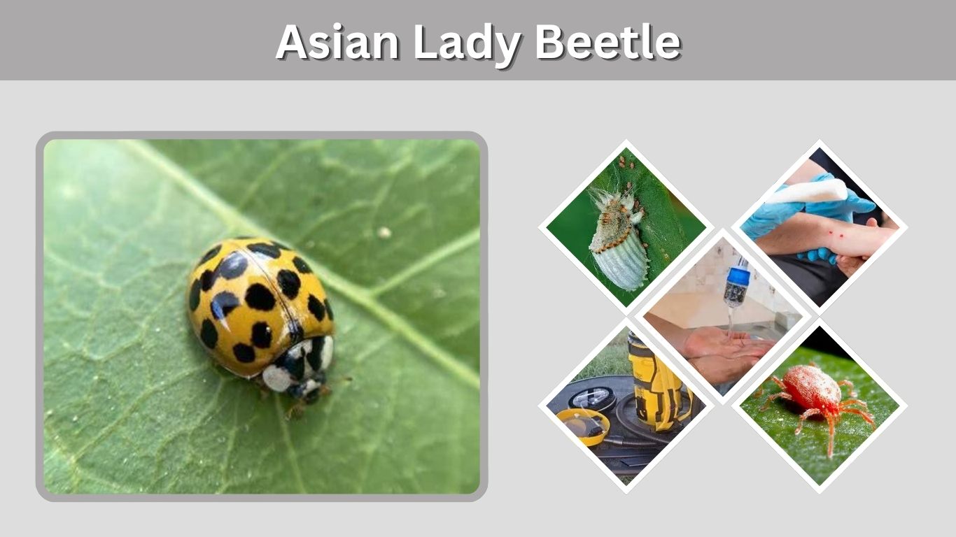 Asian Lady Beetle: Identification, Problems, and Control