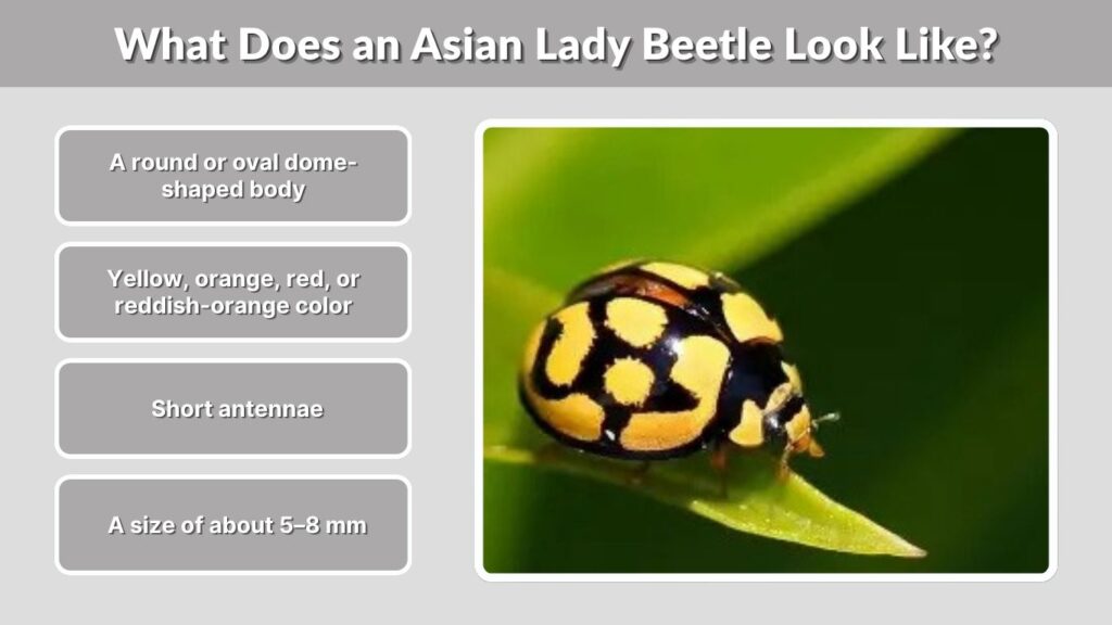 What Does an Asian Lady Beetle Look Like?