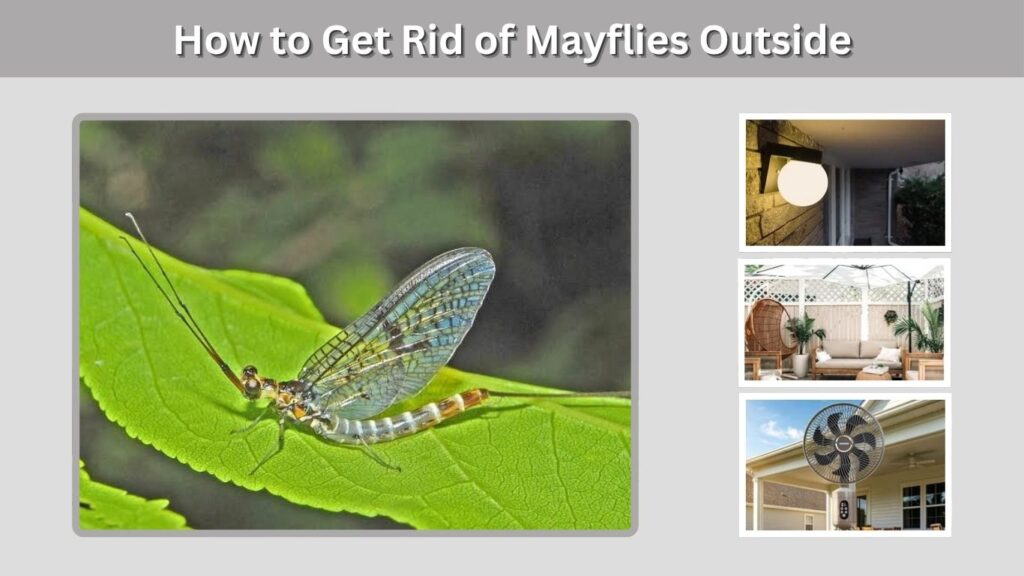 How to Get Rid of Mayflies Outside