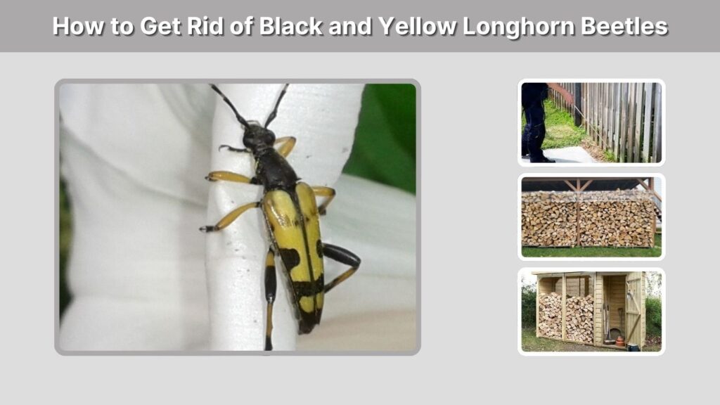 How to Get Rid of Black and Yellow Longhorn Beetles