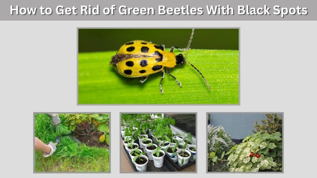 Is a Green Beetle With Black Spots Harmful?