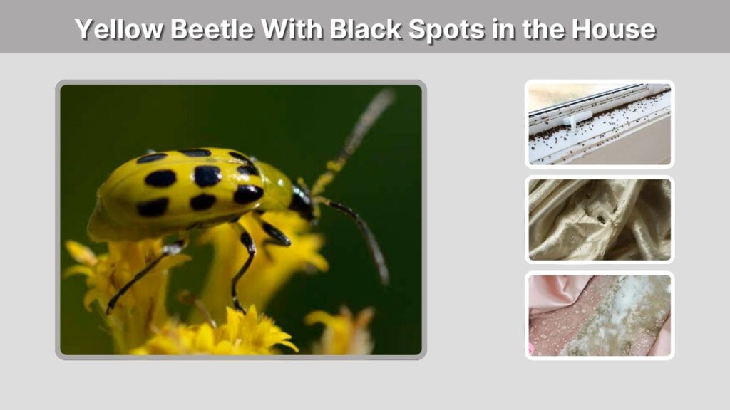 Yellow Beetle With Black Spots in the House