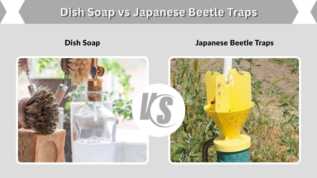 Dish Soap vs Japanese Beetle Traps