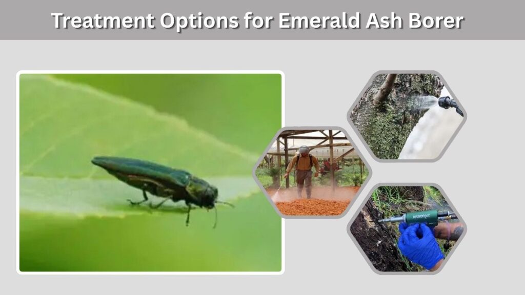 Treatment Options for Emerald Ash Borer