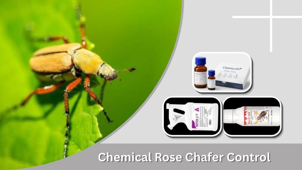 Chemical Rose Chafer Control