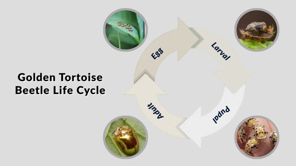 Golden Tortoise Beetle Life Cycle