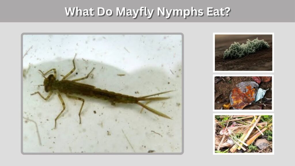 What Do Mayfly Nymphs Eat?