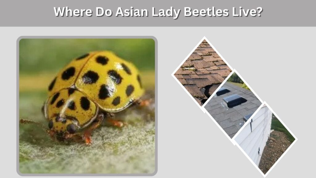 Where Do Asian Lady Beetles Live?
