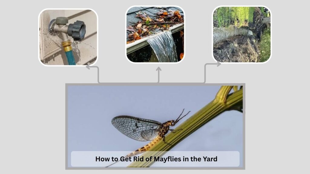 How to Get Rid of Mayflies in the Yard