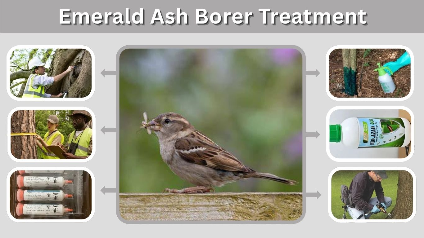 Emerald Ash Borer Treatment: Options, Cost and Timing